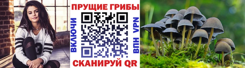 закладки Чебаркуль Псилоцибиновые грибы мицелий